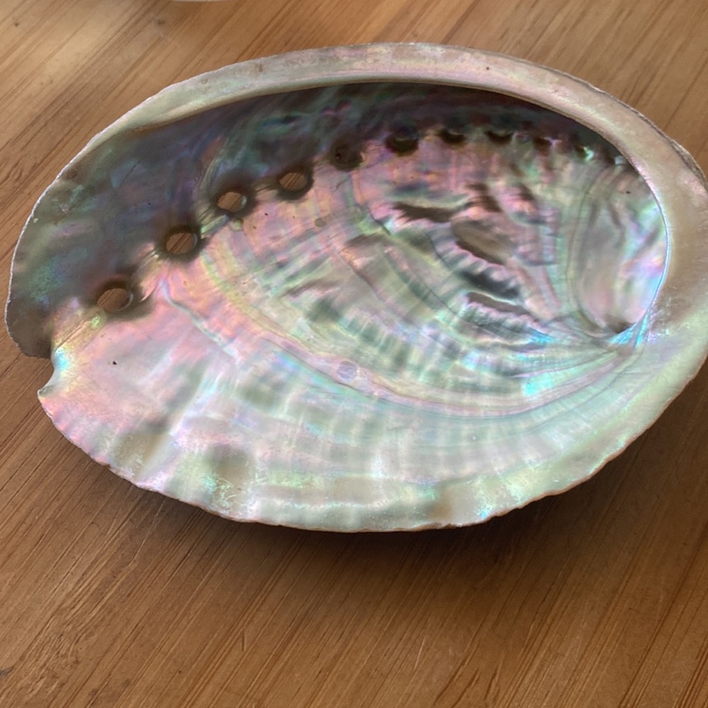 Abalone Shell — Small 3.5” Size